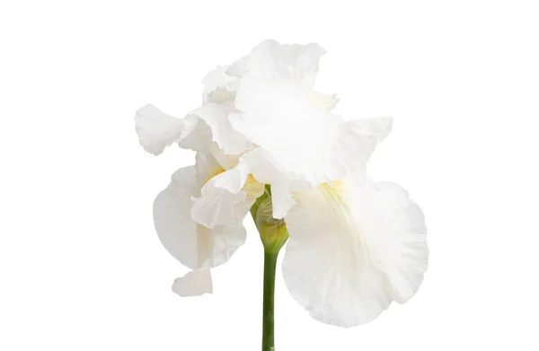 Iris Fleur Isolée Sur Fond Blanc — Photo