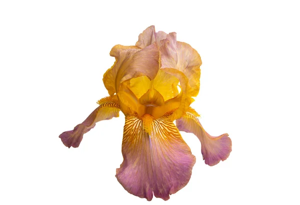 Flor Del Iris Aislada Sobre Fondo Blanco — Foto de Stock