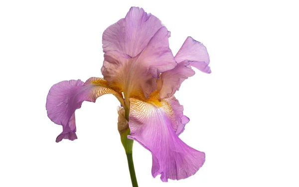 Iris Blomma Isolerad Vit Bakgrund — Stockfoto