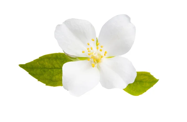 Fleur Jasmin Isolée Sur Fond Blanc — Photo