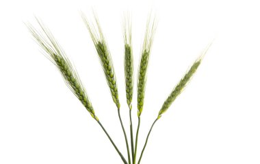 Beyaz arkaplanda yeşil buğday başakları