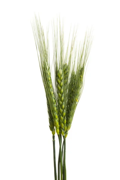 Zelené Uši Pšenice Izolované Bílém Pozadí — Stock fotografie