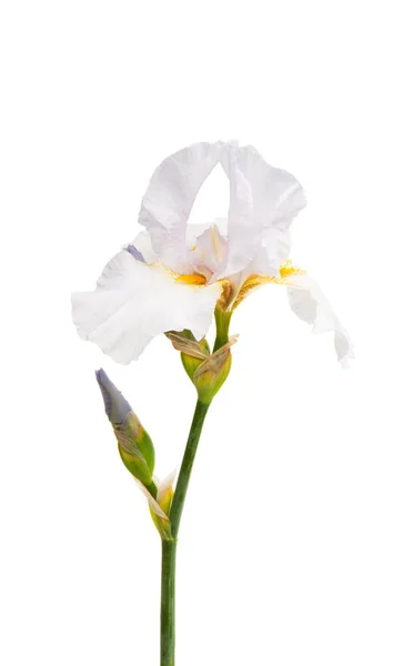 Iris Blume Isoliert Auf Weißem Hintergrund — Stockfoto