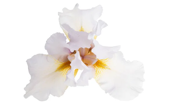 Цветок Радужной Оболочки Белом Фоне — стоковое фото