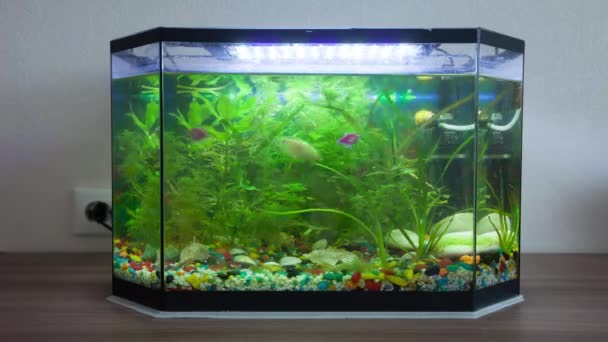 House aquarium with fishes. Timelapse — Stock Video