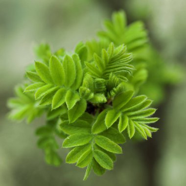 Sorbaria sorbifolia. Bahar çiçek açması yakın çekim