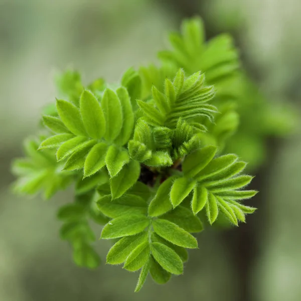Sorbarias sorbifolia. Våren blommande närbild — Stockfoto