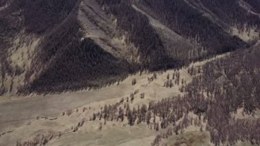 Altay Dağları. Güzel yayla manzara. Rusya. Sibirya. Quadcopter uçakla. Üstten Görünüm