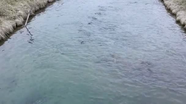 Αναπαραγωγή πέστροφας στο ποτάμι. Το Top view — Αρχείο Βίντεο