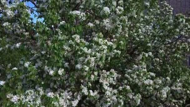 Inquérito aéreo de caranguejo florescente. Vista superior — Vídeo de Stock