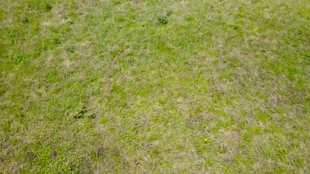緑の牧草地の航空測量。トップ ビュー — ストック動画