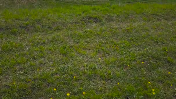 緑の牧草地の航空測量。トップ ビュー — ストック動画