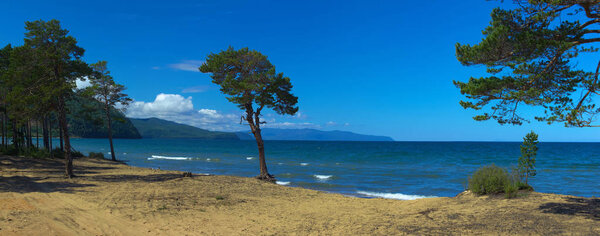Tree on sandy coast of Lake Baikal. Russia