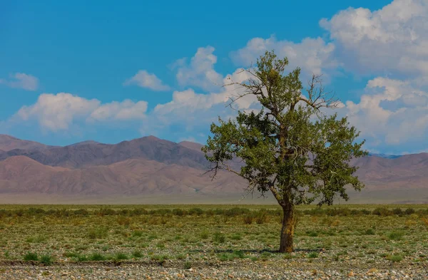 Osamělý strom v horách. Mongolsko — Stock fotografie