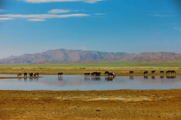 Caballos de ganado en el lugar de riego. Mongolia Altai —  Fotos de Stock