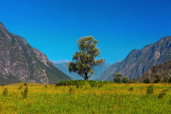 Árvore solitária nas montanhas. Altai Rússia — Fotografia de Stock