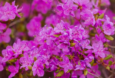 Closeup ormangülü dauricum çiçekler. Alta için yapılan çiçek bahar