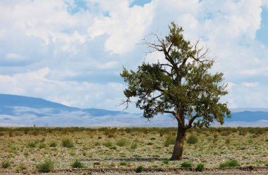 Yalnız ağaç dağlarda. Moğolistan