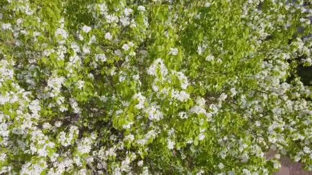Aerial survey of blossoming crab tree. Top view — Stock Video