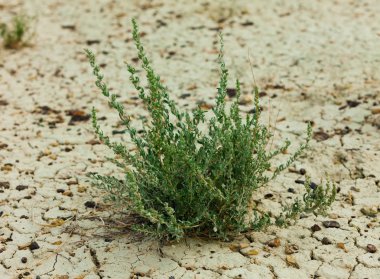 çimenlerin üzerinde Kuru toprak yakın çekim