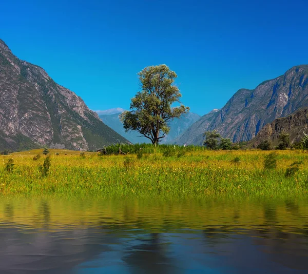 Árvore solitária nas montanhas. Altai Rússia — Fotografia de Stock