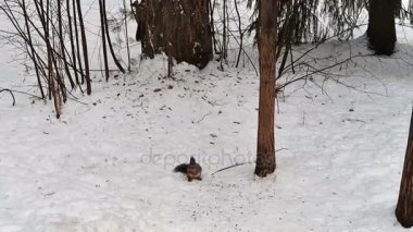 Sincap kış ormanda koşmak