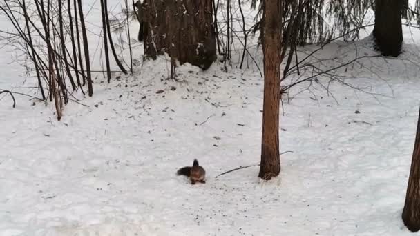 Wiewiórki Uruchomić Zimowym Drewnem — Wideo stockowe