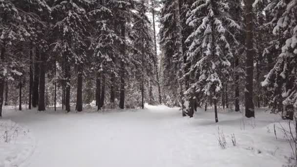 Flygfotografering Vinter Trä Ovanifrån — Stockvideo