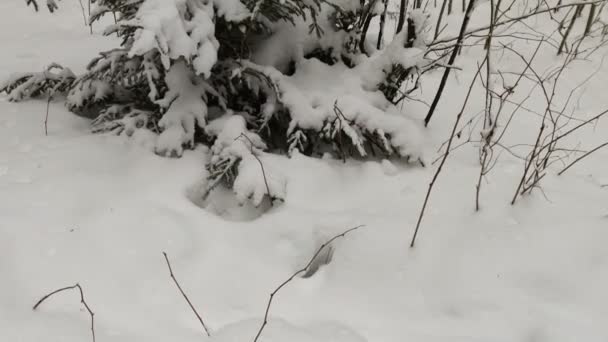 Holz Schnee Winterlandschaft — Stockvideo