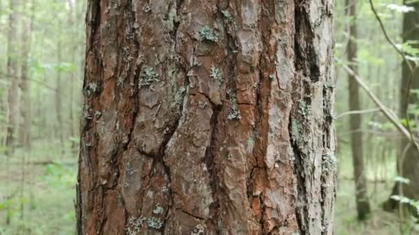Φλοιό Πεύκου Στο Δέντρο Στο Δάσος Εξωτερικό Τοπίο — Αρχείο Βίντεο