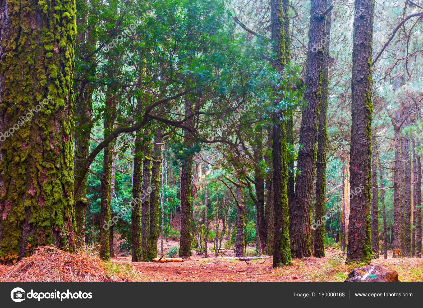 Pine Trees In Foggy Forest — Stock Photo © Zoooom 180000168