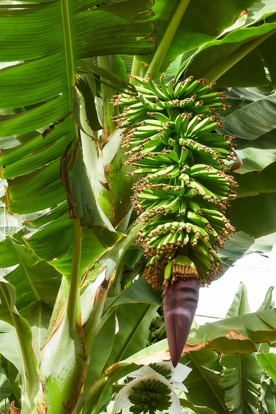 Tree with growing bananas
