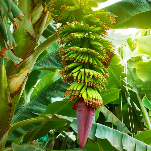 Banana tree with growing bananas