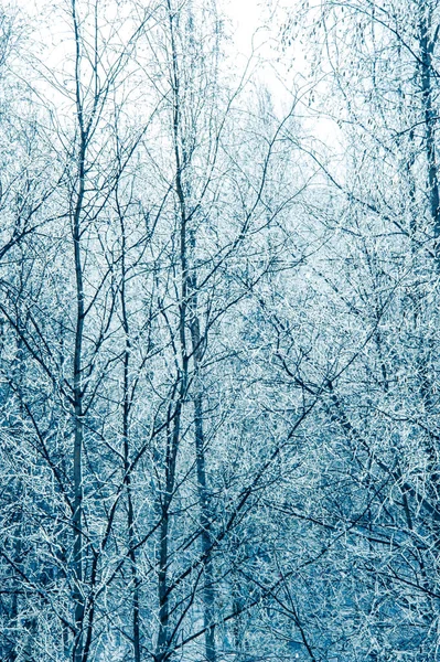 Paysage avec des arbres recouverts de neige . — Photo