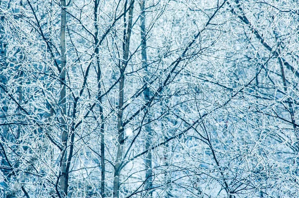 Paysage avec des arbres recouverts de neige . — Photo