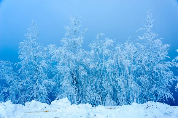 Paysage avec des arbres recouverts de neige . — Photo