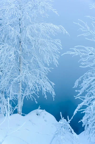 Paysage avec des arbres recouverts de neige . — Photo