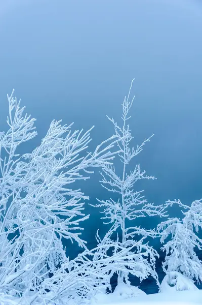 Paysage avec des arbres recouverts de neige . — Photo