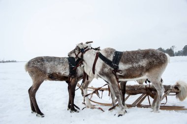 bir takım reindeers.