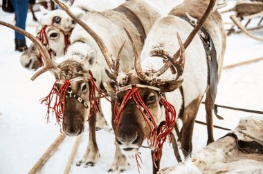 bir takım reindeers.