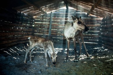 Hayvanlarda Ren geyiciler-döken.