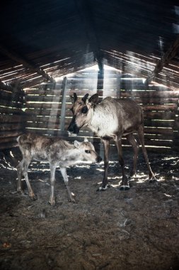 Hayvanlarda Ren geyiciler-döken.