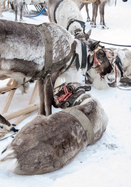 bir takım reindeers.