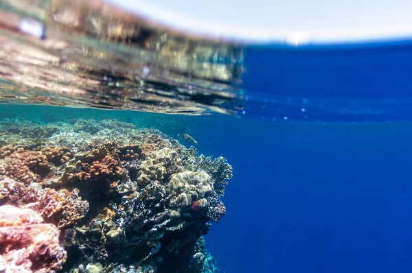 Onderwaterlandschap. Marien leven onder het zeeoppervlak, kleurrijk zeeleven, natuurlijk tafereel. Koraalrif en tropische vissen. Rode zeebodem. Biologische diversiteit en milieubehoud. — Stockfoto
