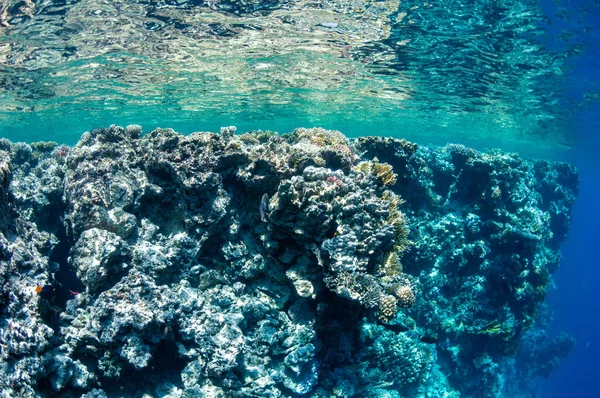 水中風景。海の表面の下での海洋生物、カラフルな海の生活、自然のシーン。サンゴ礁と熱帯魚。紅海の海底。生物多様性と環境保全. — ストック写真