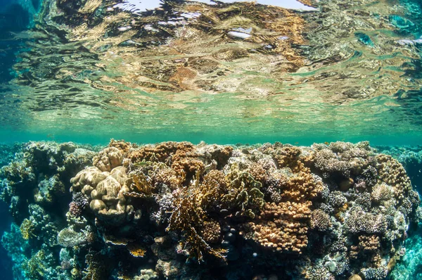 Unterwasserlandschaft. Meereslebewesen unter der Meeresoberfläche, buntes Meeresleben, natürliche Szenerie. Korallenriffe und tropische Fische. Meeresboden im Roten Meer. Biologische Vielfalt und Umweltschutz. — Stockfoto