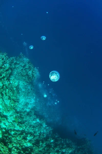 Een dichtbij uitzicht op het koraalrif zonovergoten. Luchtbellen uitgestoten door een duiker die zich verschuilt onder de diep donkerblauwe oceaanwaterkolom.Man in flippers onderzoekt de zeebed.Drijvende vissen op zoek naar voedsel. Rechtenvrije Stockfoto's