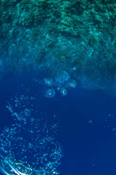 Blick von oben auf eine Tauchergruppe, die in der Nähe eines Korallenriffs tiefes, dunkles ozeanblaues Wasser erkundet. Männchen und Weibchen in Brustflossen untersuchen den Meeresboden. Tauchgang. Aktives Leben. Schuss durch Luftblasen. Stockbild