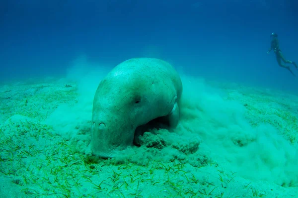 Vista cercana en dugong.Underwater lindo y sorprendente tiro. Un buceador en aletas y máscara mirando a un animal marino bastante raro que come pastos marinos bajo el agua.La enorme vaca marina.Dugon.Fauna y flora submarina . — Foto de Stock