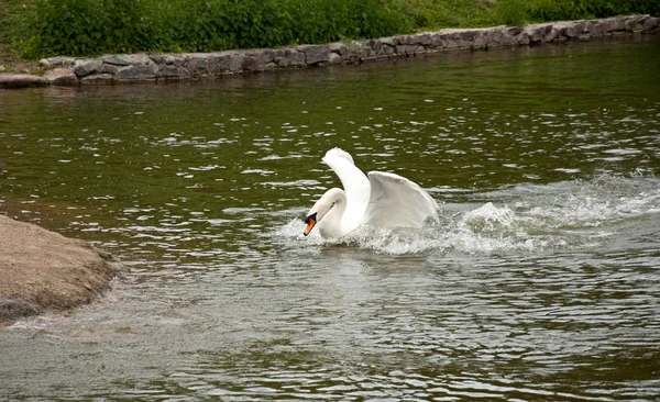 Белый лебедь — стоковое фото